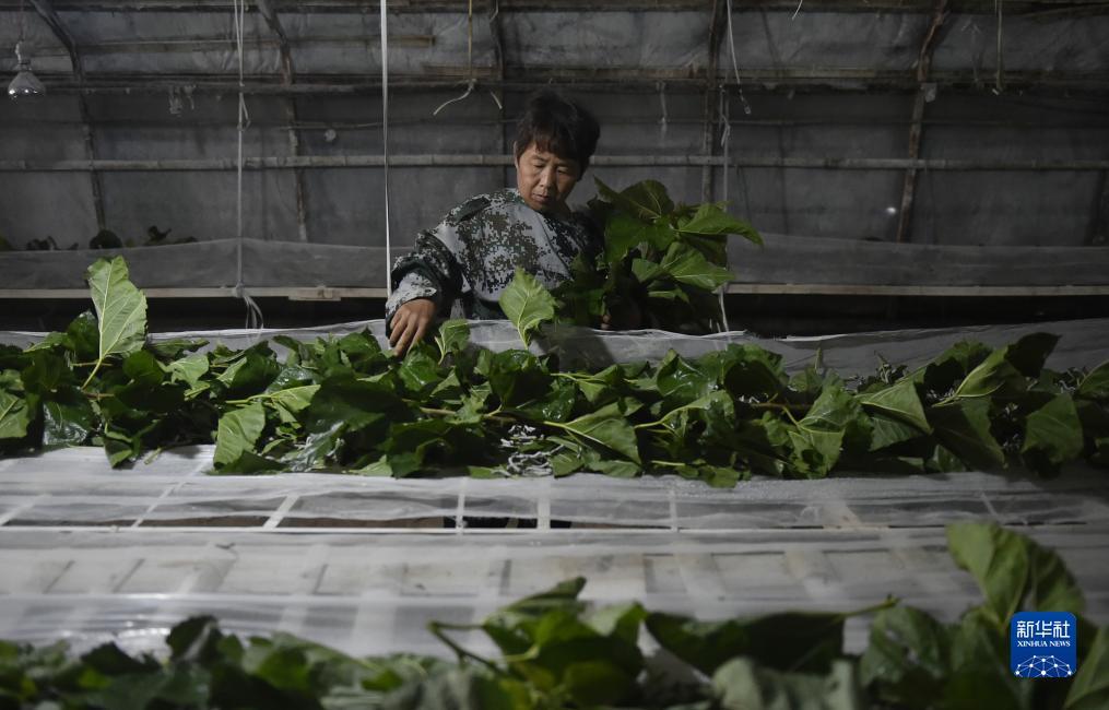 线上斗牛网址